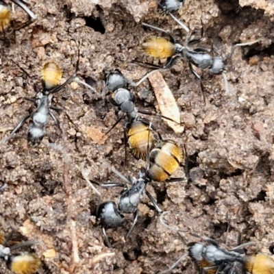 Camponotus aeneopilosus (A Golden-tailed sugar ant) at Bungonia, NSW - 6 Sep 2024 by trevorpreston