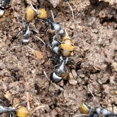 Camponotus aeneopilosus at Bungonia, NSW - 7 Sep 2024 09:03 AM