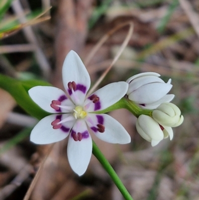 Wurmbea dioica subsp. dioica (Early Nancy) at Bungonia, NSW - 6 Sep 2024 by trevorpreston