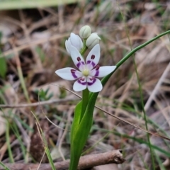 Wurmbea dioica subsp. dioica at Bungonia, NSW - 7 Sep 2024