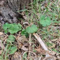 Hydrocotyle laxiflora (Stinking Pennywort) at Bungonia, NSW - 6 Sep 2024 by trevorpreston