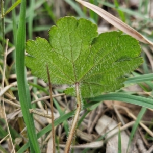 Hydrocotyle laxiflora at Bungonia, NSW - 7 Sep 2024