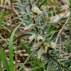 Melichrus urceolatus (Urn Heath) at Bungonia, NSW - 6 Sep 2024 by trevorpreston