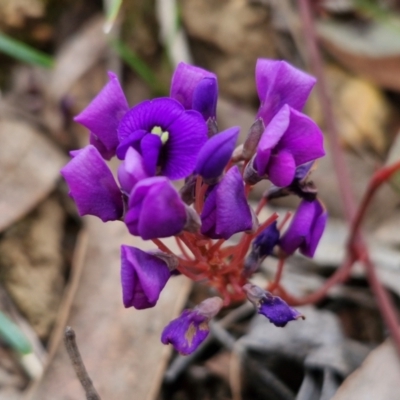 Hardenbergia violacea (False Sarsaparilla) at Bungonia, NSW - 7 Sep 2024 by trevorpreston