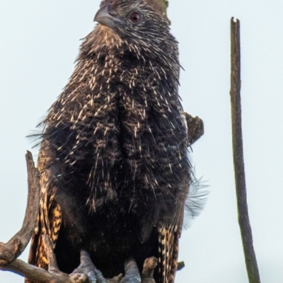 Centropus phasianinus (Pheasant Coucal) at Moore Park Beach, QLD - 30 Jun 2024 by Petesteamer