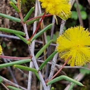 Acacia brownii at Bungonia, NSW - 7 Sep 2024 08:59 AM