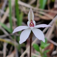 Caladenia fuscata (Dusky Fingers) at Bungonia, NSW - 7 Sep 2024 by trevorpreston