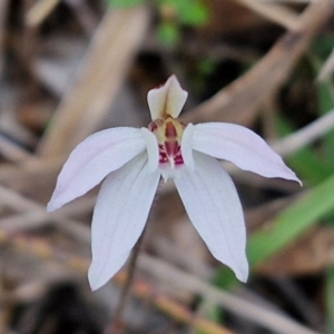 Caladenia fuscata at Bungonia, NSW - suppressed