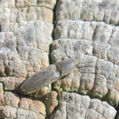 Unverified Click beetle (Elateridae) at Fyshwick, ACT - 7 Sep 2024 by Christine