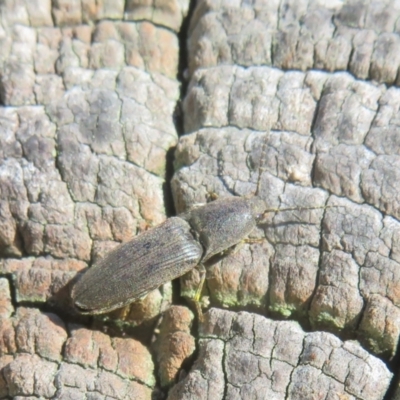 Unidentified Click beetle (Elateridae) at Fyshwick, ACT - 7 Sep 2024 by Christine