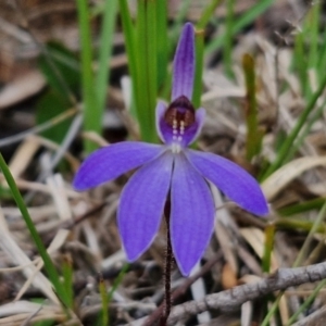 Cyanicula caerulea at Bungonia, NSW - suppressed