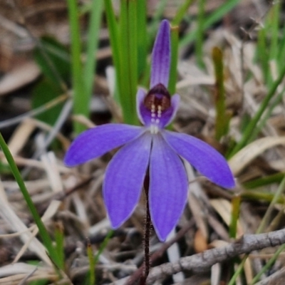 Cyanicula caerulea (Blue Fingers, Blue Fairies) at Bungonia, NSW - 6 Sep 2024 by trevorpreston