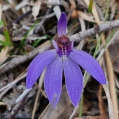 Cyanicula caerulea at Bungonia, NSW - suppressed