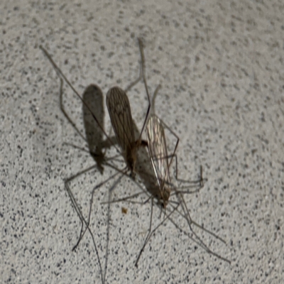 Symplecta (Trimicra) pilipes (A limoniid crane fly) at Surf Beach, NSW - 6 Sep 2024 by Hejor1