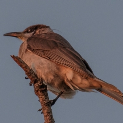 Philemon citreogularis (Little Friarbird) at Moore Park Beach, QLD - 30 Jun 2024 by Petesteamer