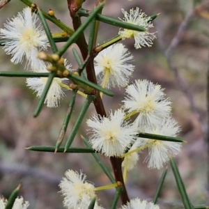 Acacia genistifolia at Bungonia, NSW - 7 Sep 2024