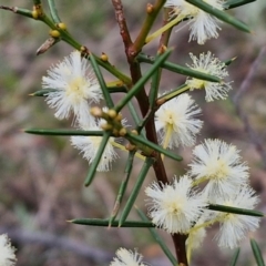 Acacia genistifolia at Bungonia, NSW - 7 Sep 2024