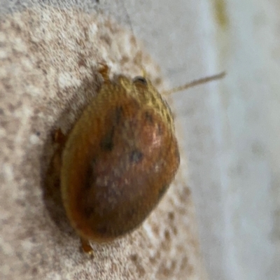 Paropsis atomaria (Eucalyptus leaf beetle) at Surf Beach, NSW - 6 Sep 2024 by Hejor1