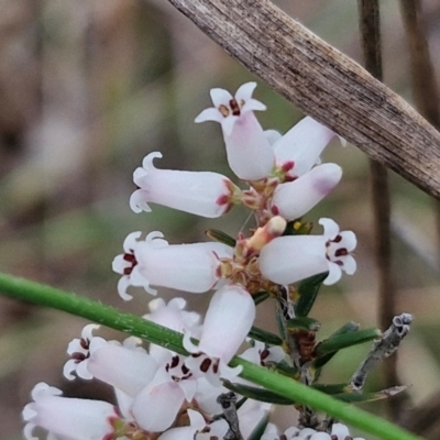 Lissanthe strigosa subsp. subulata (Peach Heath) at Bungonia, NSW - 6 Sep 2024 by trevorpreston