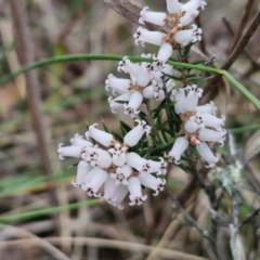 Lissanthe strigosa subsp. subulata at Bungonia, NSW - 7 Sep 2024