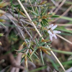 Lissanthe strigosa subsp. subulata at Bungonia, NSW - 7 Sep 2024