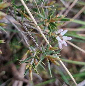 Lissanthe strigosa subsp. subulata at Bungonia, NSW - 7 Sep 2024