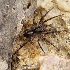 Unidentified Other hunting spider at Bungonia, NSW - 6 Sep 2024 by trevorpreston