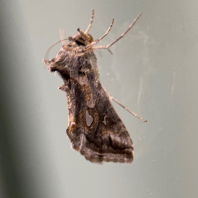 Chrysodeixis argentifera at Surf Beach, NSW - 6 Sep 2024 by Hejor1