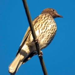 Sphecotheres vieilloti (Australasian Figbird) at Moore Park Beach, QLD - 30 Jun 2024 by Petesteamer