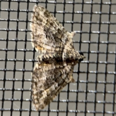 Phrissogonus laticostata (Apple looper moth) at Surf Beach, NSW - 6 Sep 2024 by Hejor1