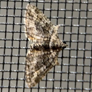 Phrissogonus laticostata at Surf Beach, NSW - 6 Sep 2024 09:14 PM