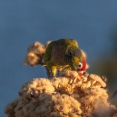 Psitteuteles versicolor (Varied Lorikeet) at Mount Isa, QLD - 12 Jul 2024 by Petesteamer