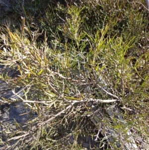 Bossiaea riparia at Cooma, NSW - 7 Sep 2024 01:57 PM