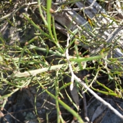 Bossiaea riparia at Cooma, NSW - 7 Sep 2024