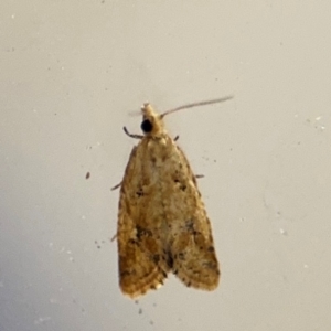 Euphona decolorana at Surf Beach, NSW - 6 Sep 2024 11:10 PM