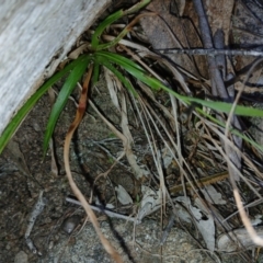 Luzula sp. (Woodrush) at Cooma, NSW - 7 Sep 2024 by mahargiani