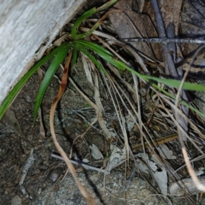 Luzula sp. at Cooma, NSW - 7 Sep 2024