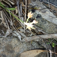 Luzula sp. at Cooma, NSW - 7 Sep 2024