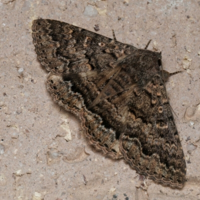 Eudesmeola lawsoni (Lawson's Night Moth) at Harrison, ACT - 6 Sep 2024 by DPRees125