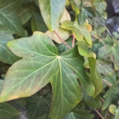 Hedera hibernica (Ivy) at Cooma, NSW - 7 Sep 2024 by mahargiani