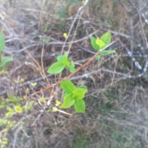 Lonicera japonica at Cooma, NSW - 7 Sep 2024