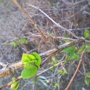 Lonicera japonica at Cooma, NSW - 7 Sep 2024