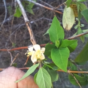 Lonicera japonica at Cooma, NSW - 7 Sep 2024