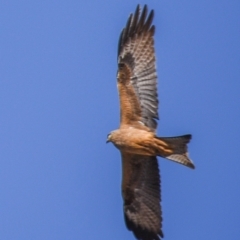 Milvus migrans (Black Kite) at Mount Isa City, QLD - 12 Jul 2024 by Petesteamer