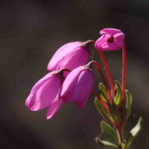 Tetratheca bauerifolia at Bango, NSW - 6 Sep 2024