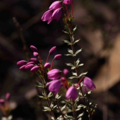 Tetratheca bauerifolia at Bango, NSW - 6 Sep 2024