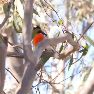 Petroica boodang at Bango, NSW - 6 Sep 2024 10:46 AM