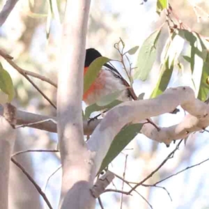 Petroica boodang at Bango, NSW - 6 Sep 2024 10:46 AM