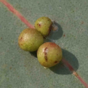 Chalcidoidea (superfamily) at Bango, NSW - 6 Sep 2024 10:53 AM