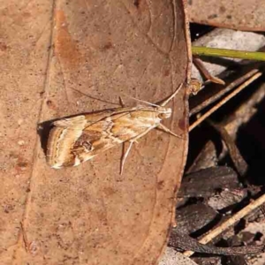 Hellula hydralis at Bango, NSW - 6 Sep 2024 11:08 AM